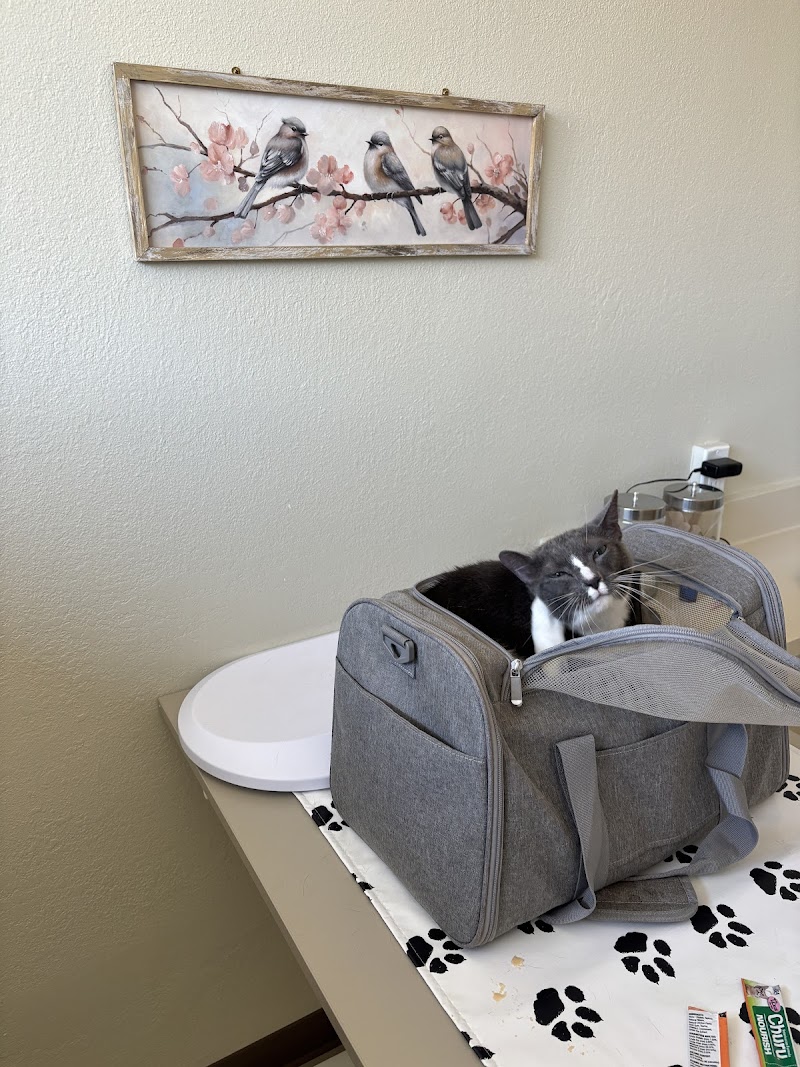 Albany Cat Clinic photo 3
