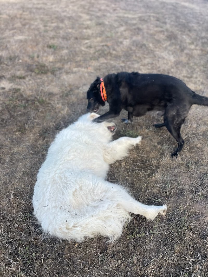 Photo of Andrea's Dog Services