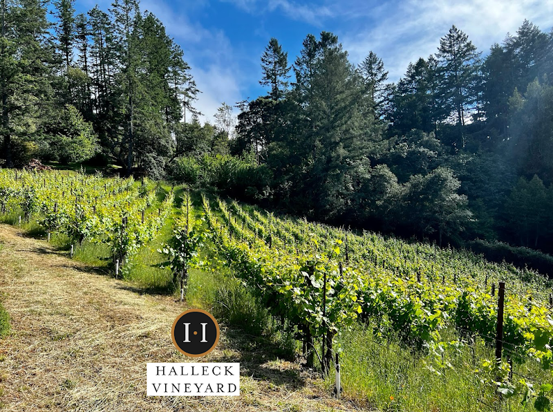 Halleck Vineyard Estate Winery & Wine Tasting Room photo 3