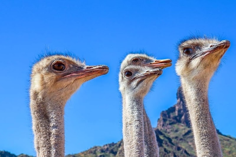 Rooster Cogburn Ostrich Ranch photo 2