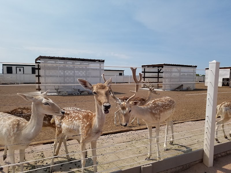 Rooster Cogburn Ostrich Ranch photo 5