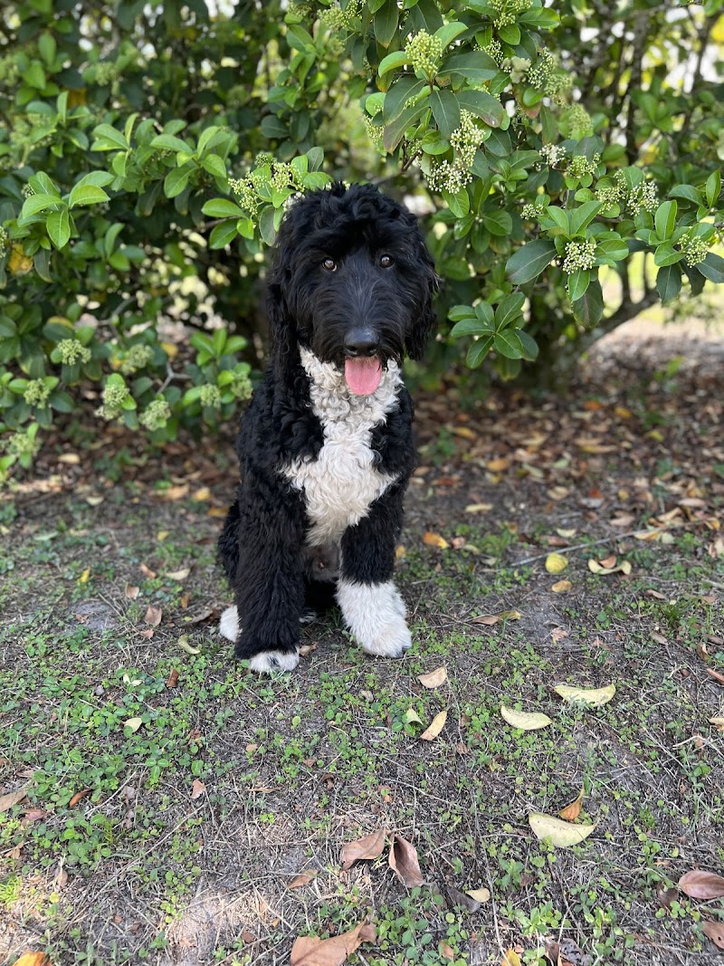 Free Paws Dog Lodging & Daycare photo 4
