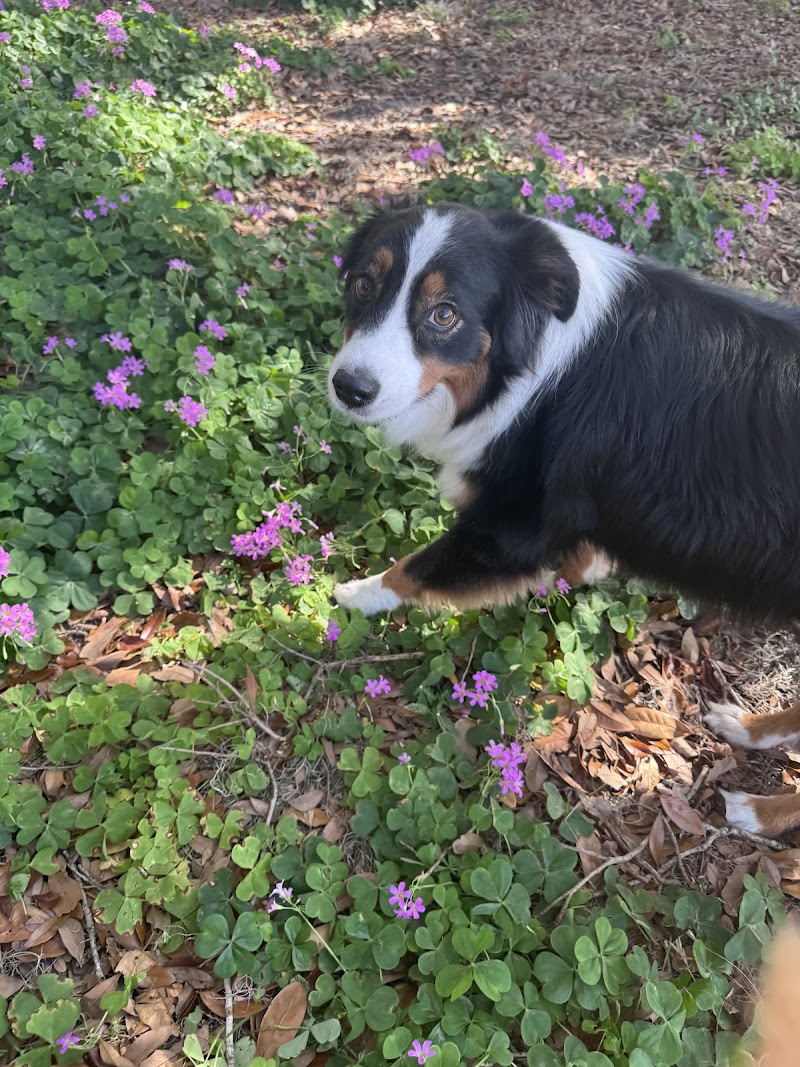 Free Paws Dog Lodging & Daycare photo 2