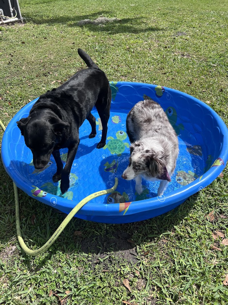 Photo of Free Paws Dog Lodging & Daycare