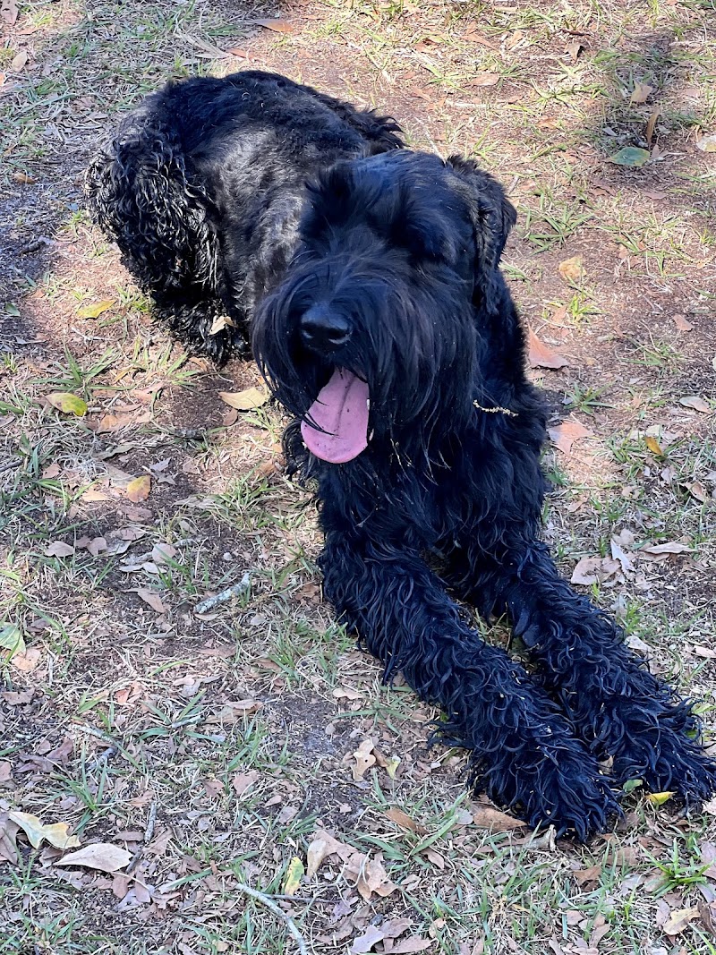 Free Paws Dog Lodging & Daycare photo 5
