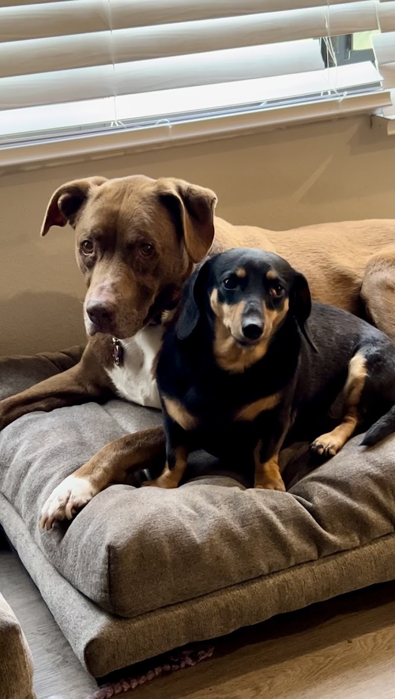 Free Paws Dog Lodging & Daycare photo 3