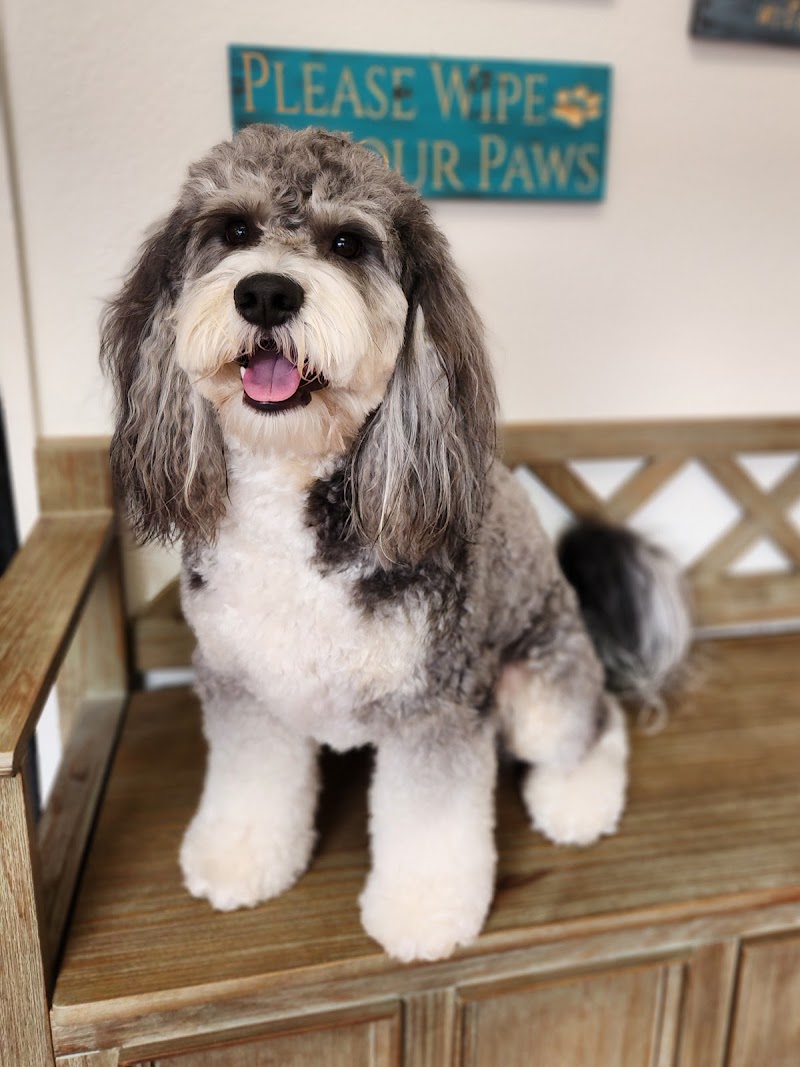 Curly Doodle Dog Grooming - Cloverdale photo 2