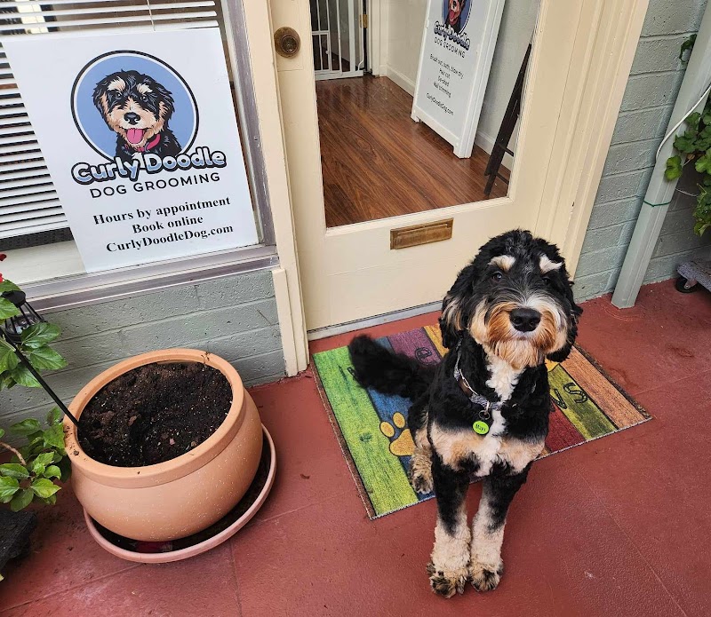 Curly Doodle Dog Grooming - Cloverdale photo 3