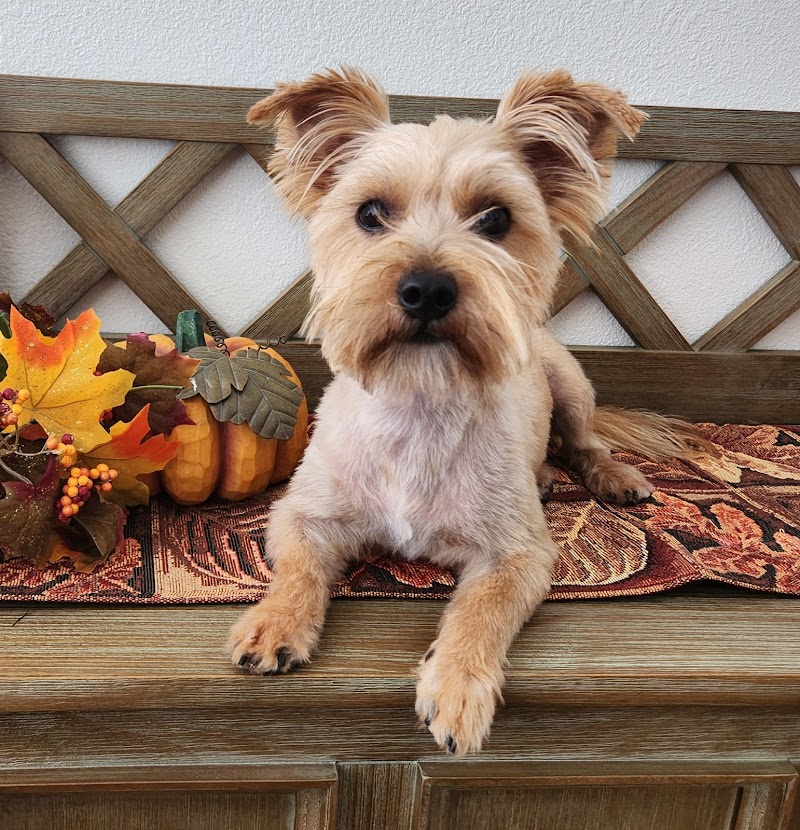 Curly Doodle Dog Grooming - Cloverdale photo 5