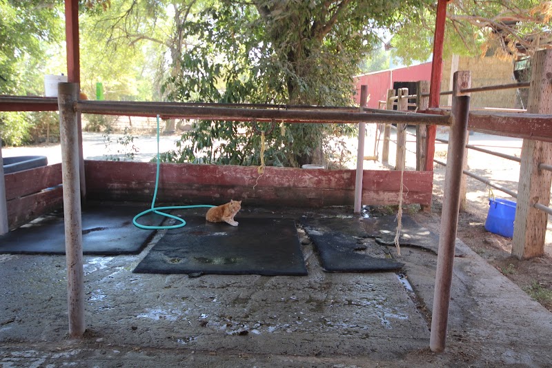 Horsequarters Boarding Stable photo 5