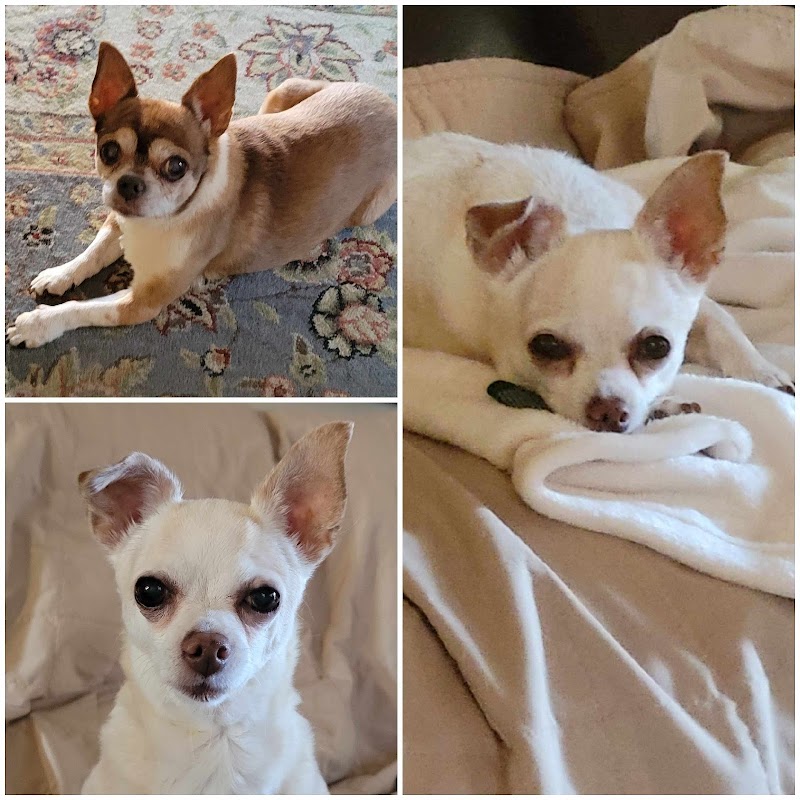 Stacy K While You're Away Pet and Home Services photo 4