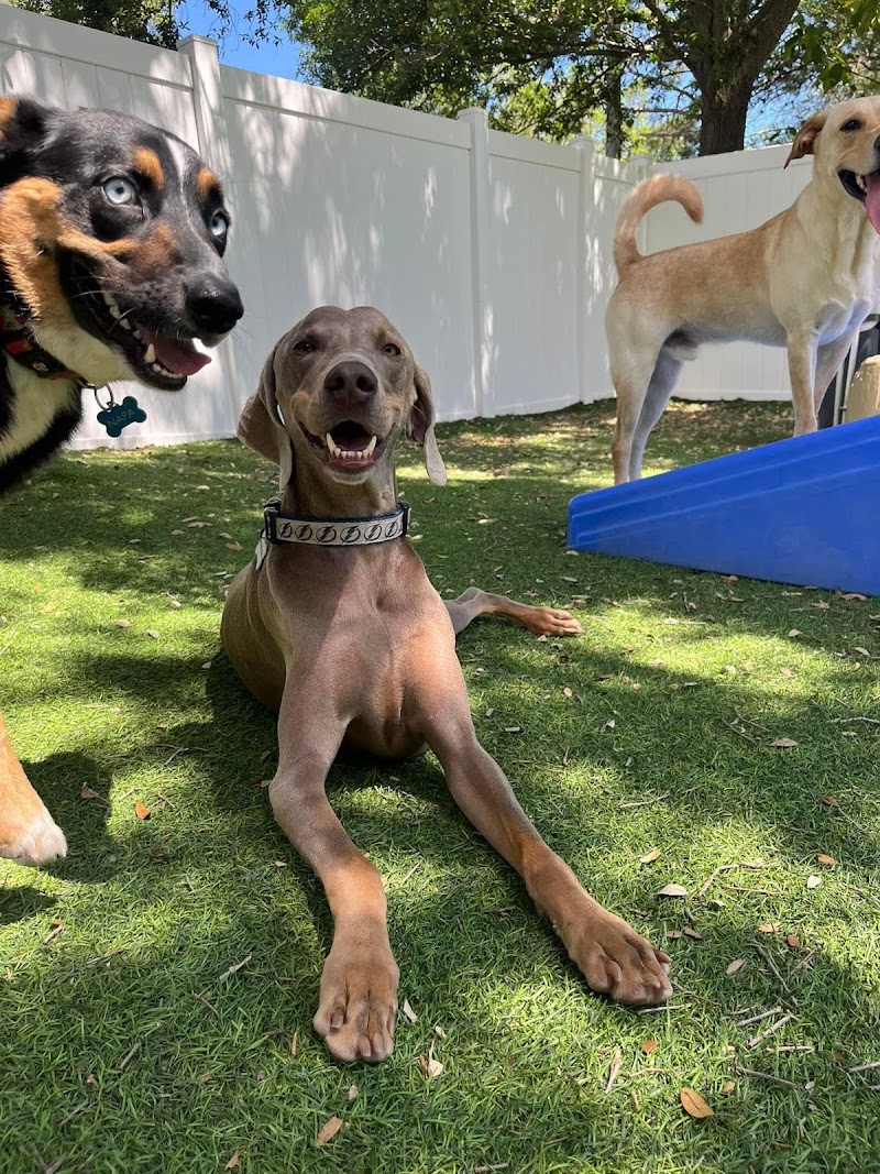 Rowdy's Pet Resort photo 2