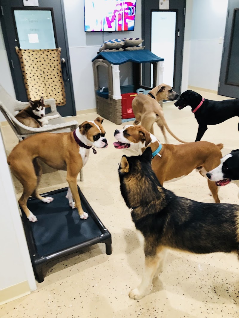 Rowdy's Pet Resort photo 4