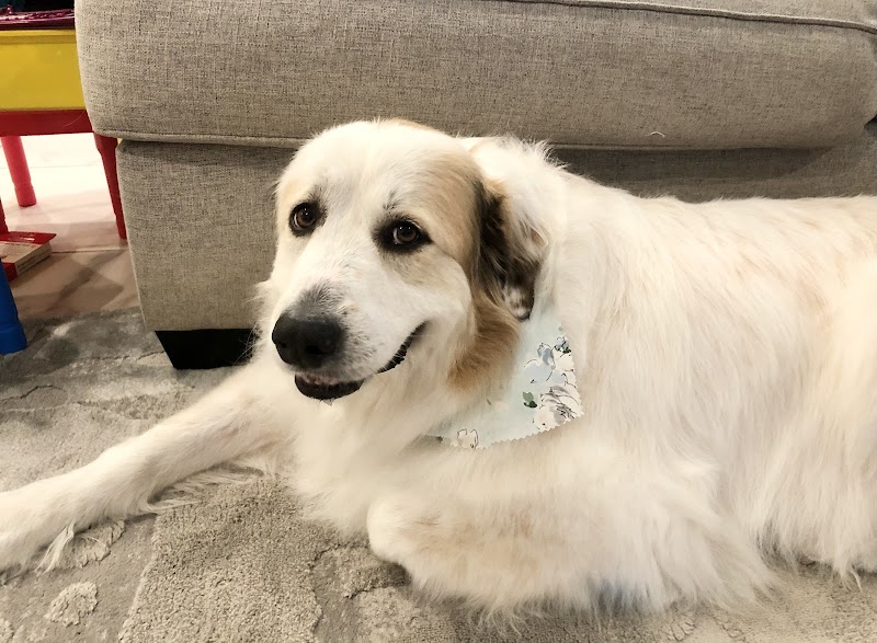 Rowdy's Pet Resort photo 3