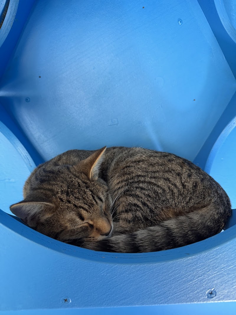 Nine Lives Cafe & Cat Lounge photo 5