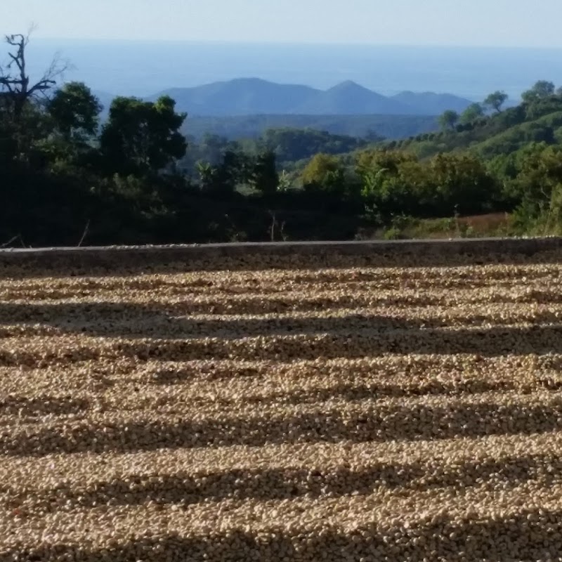 Photo of Strongtree Organic Coffee Roasters