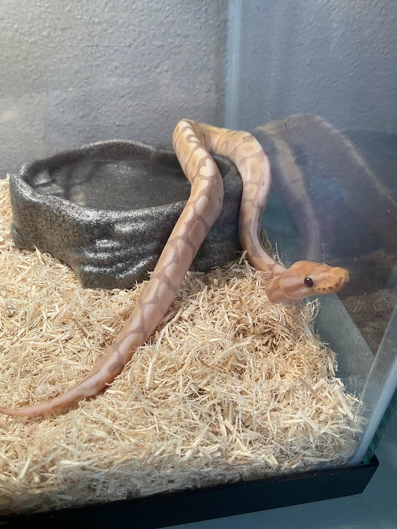 Family Reptiles photo 3
