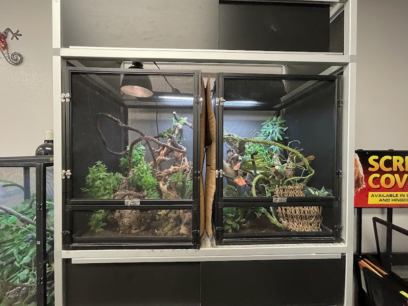 Family Reptiles
