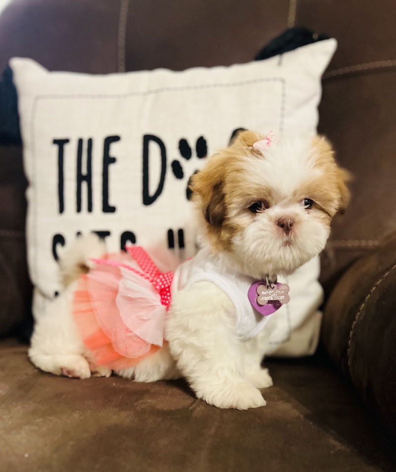 Puppy Boutique of Bartow photo 4
