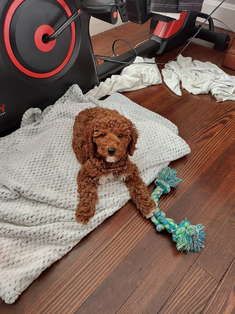 Puppy Boutique of Bartow photo 5