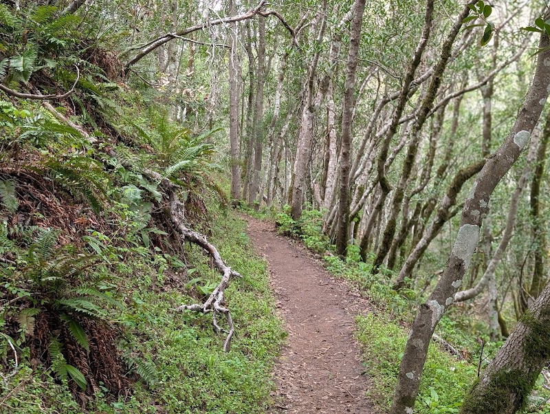 Azalea Hill Trail photo 4