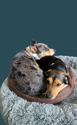 Shattuck Animal Care Clinic photo 2