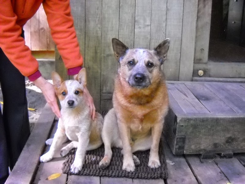 Redwood Pet Clinic photo 5