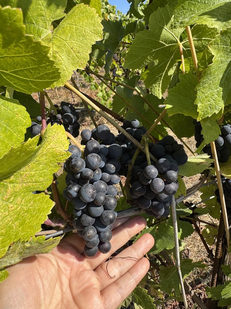 Naidu Wines & Vineyards photo 2