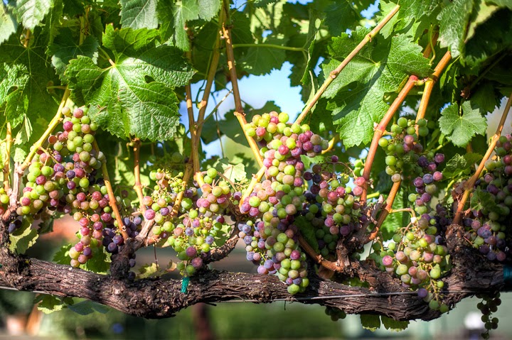 Mill Creek Vineyards & Winery photo 3