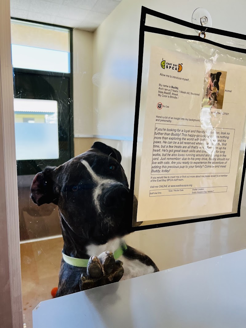 Photo of East Bay SPCA, Dublin