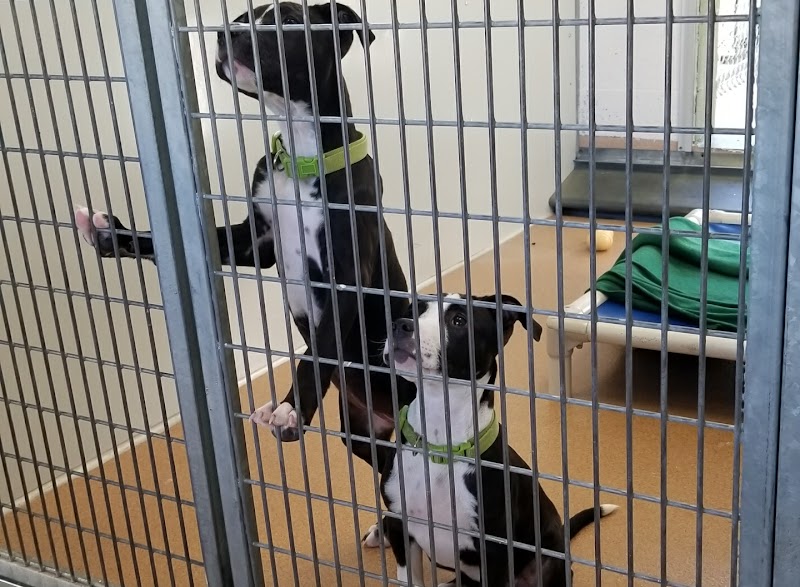 East Bay SPCA, Dublin photo 3