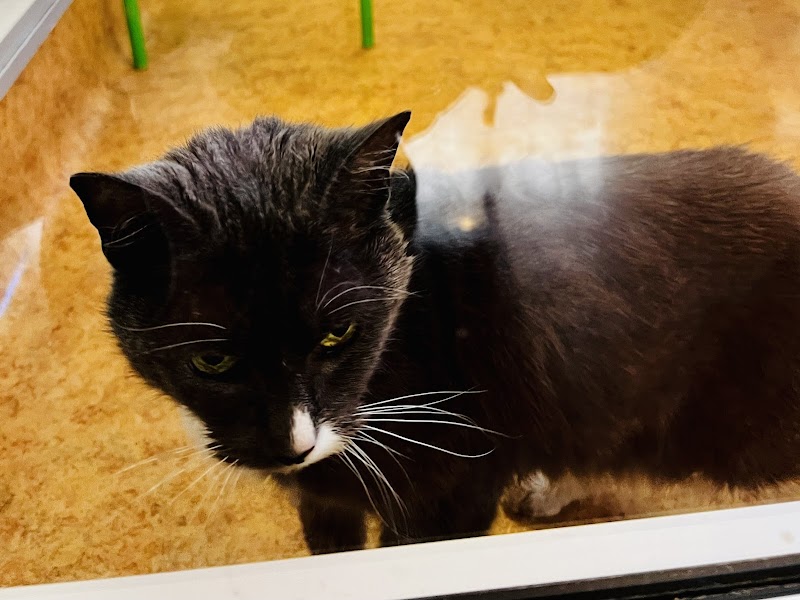 East Bay SPCA, Dublin photo 4