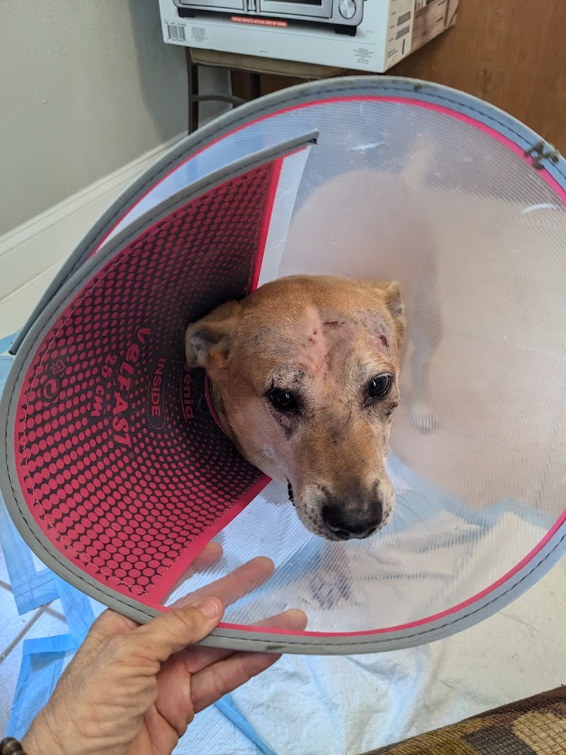 Sierra Animal Hospital photo 2