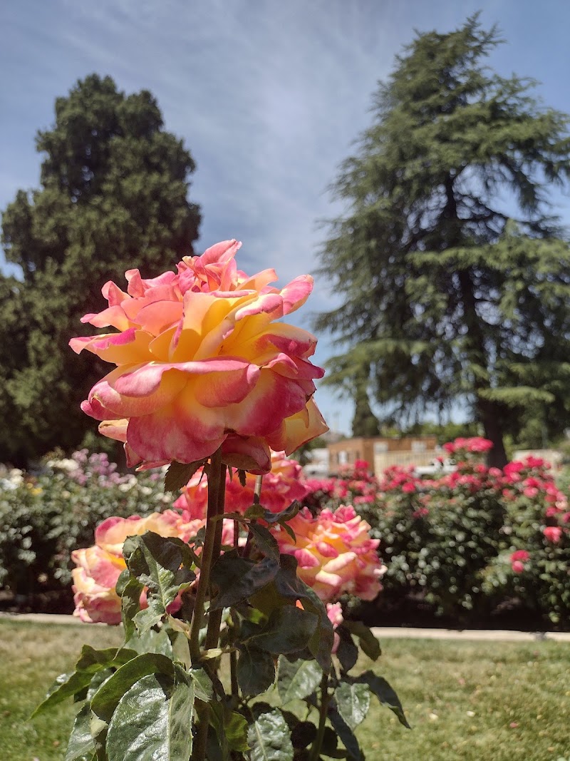 University Park World Peace Rose Garden photo 4