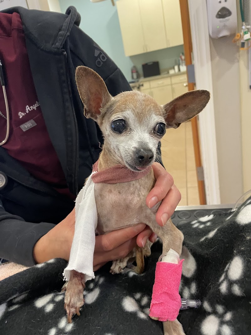 Juvo Veterinary Hospital photo 3
