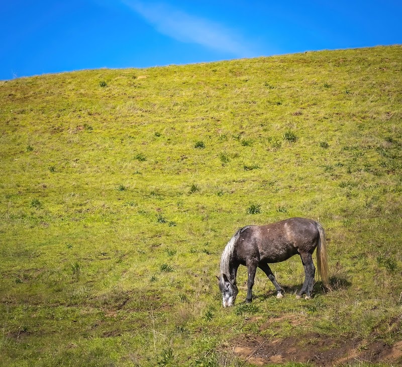 Horse Hill Preserve photo 5