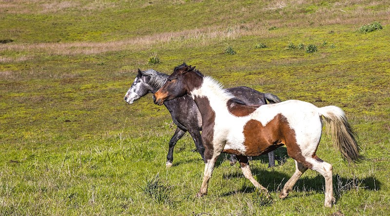 Horse Hill Preserve photo 4
