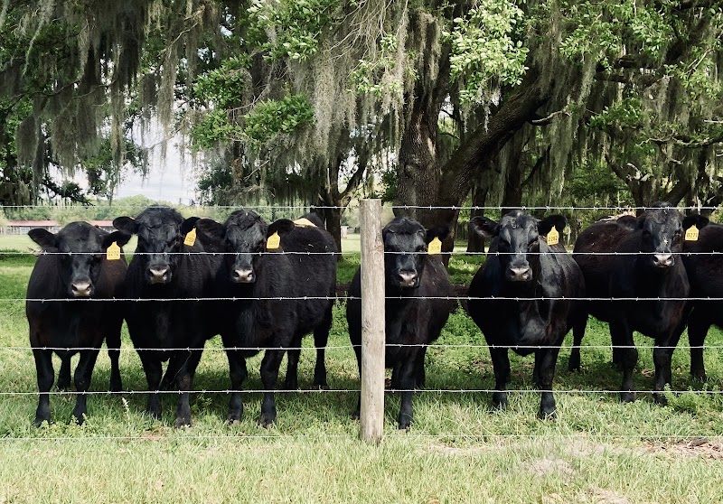 Big Timber Cattle Company photo 2