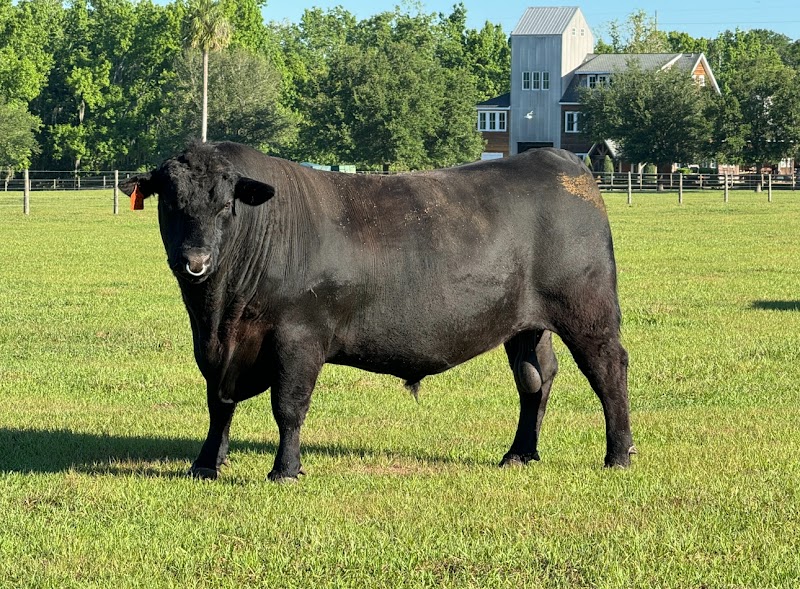 Photo of Big Timber Cattle Company