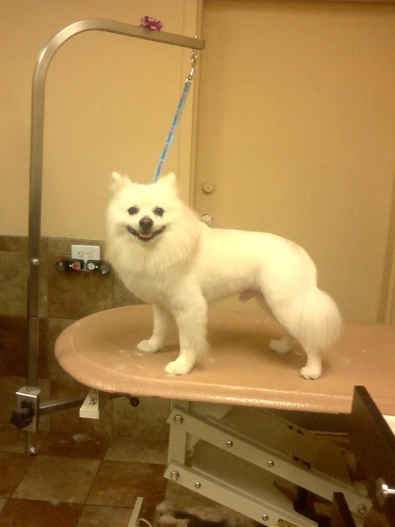 Jennifer the doggy groomer photo 4