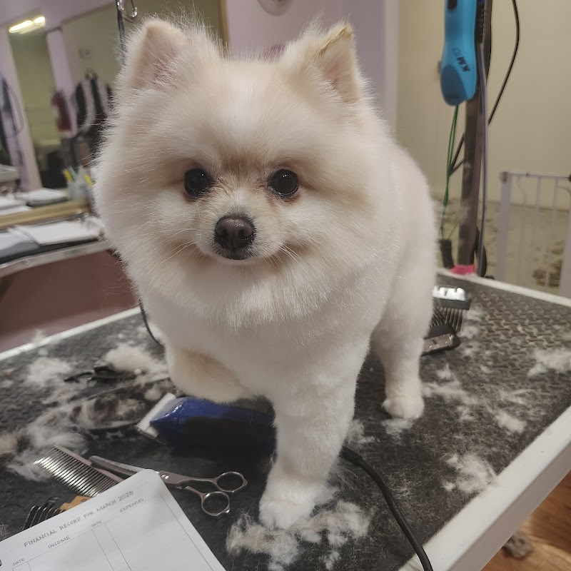 Jennifer the doggy groomer photo 3