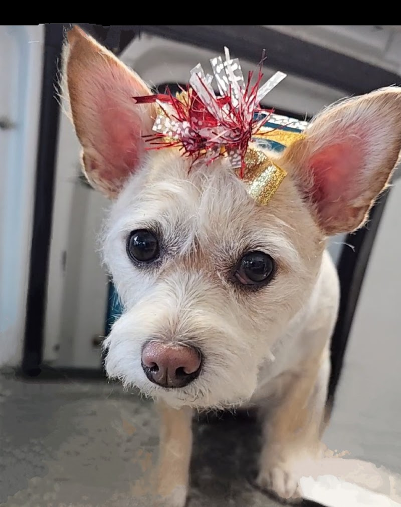 Jennifer the doggy groomer photo 5