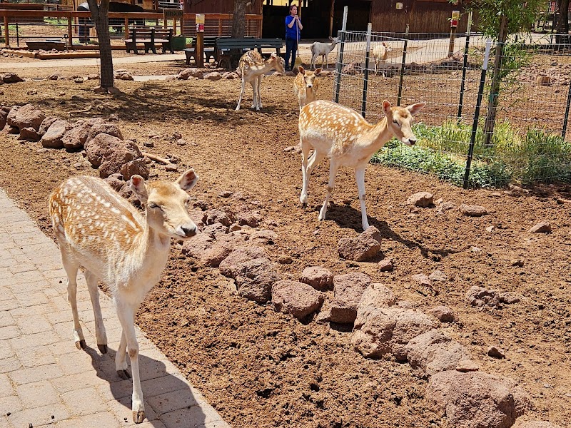 Grand Canyon Deer Farm photo 4