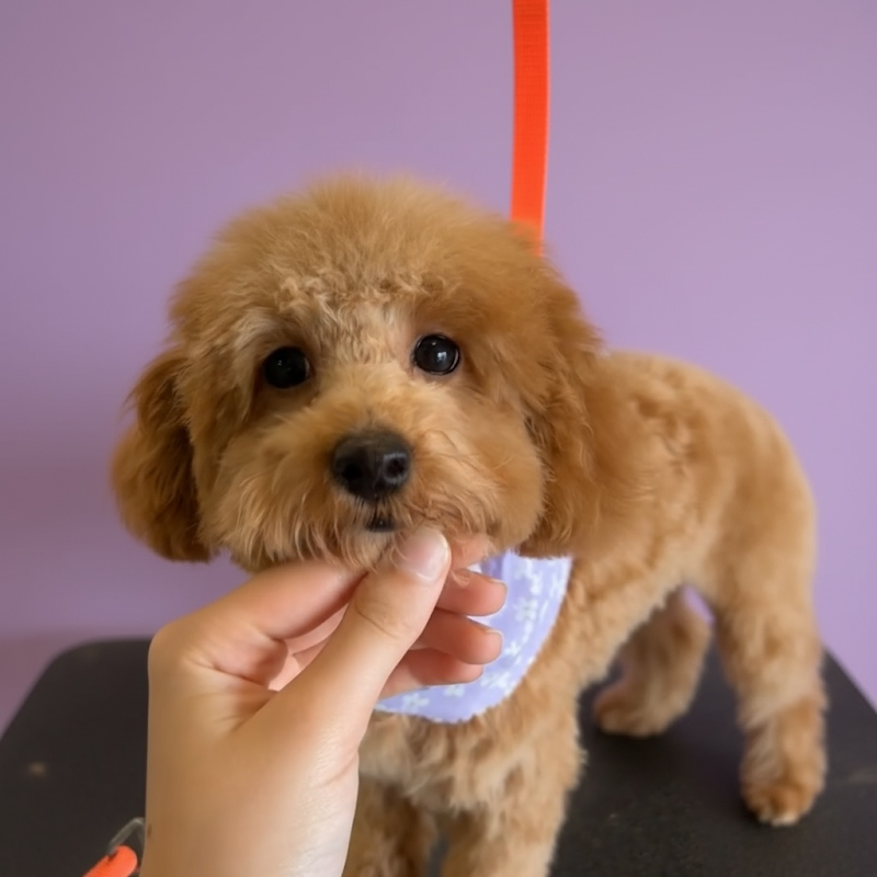 Photo of Fayes Fluffy Friends