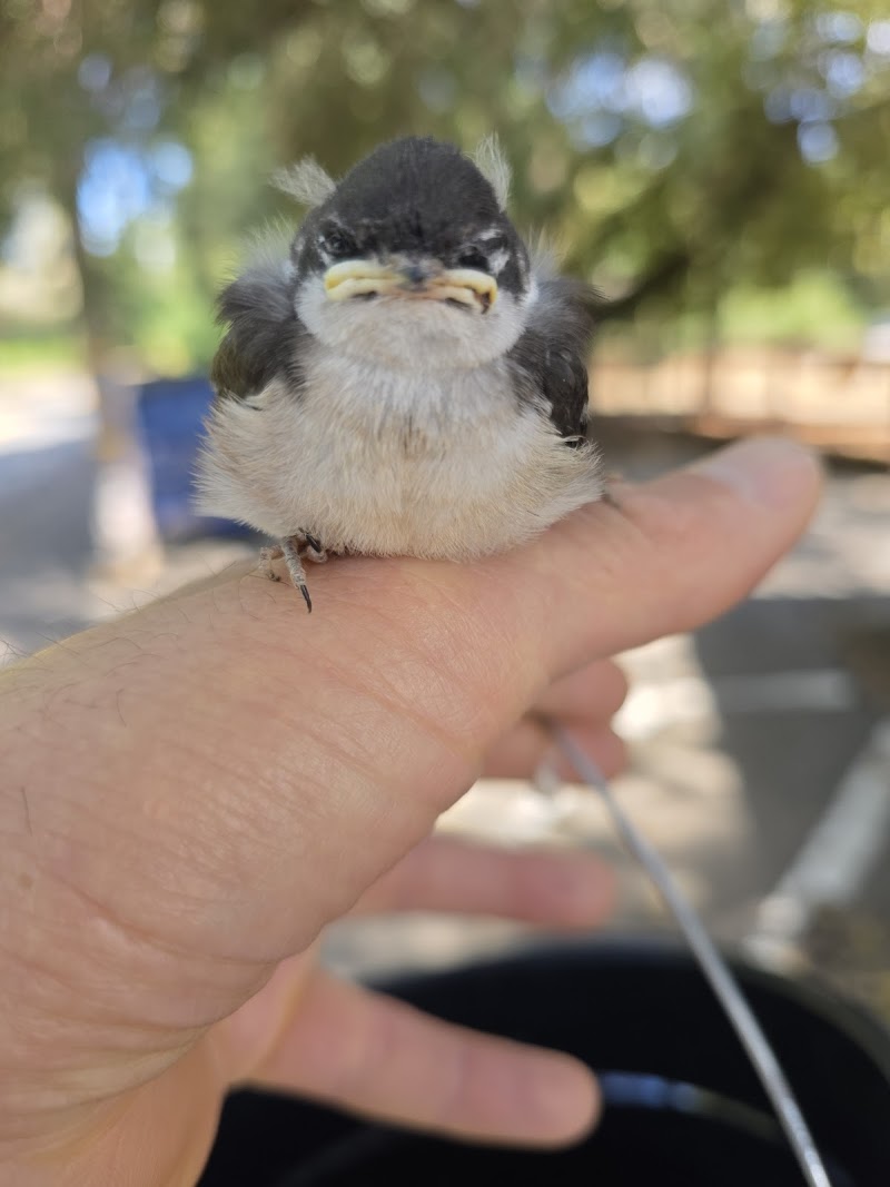 Native Songbird Care and Conservation photo 2