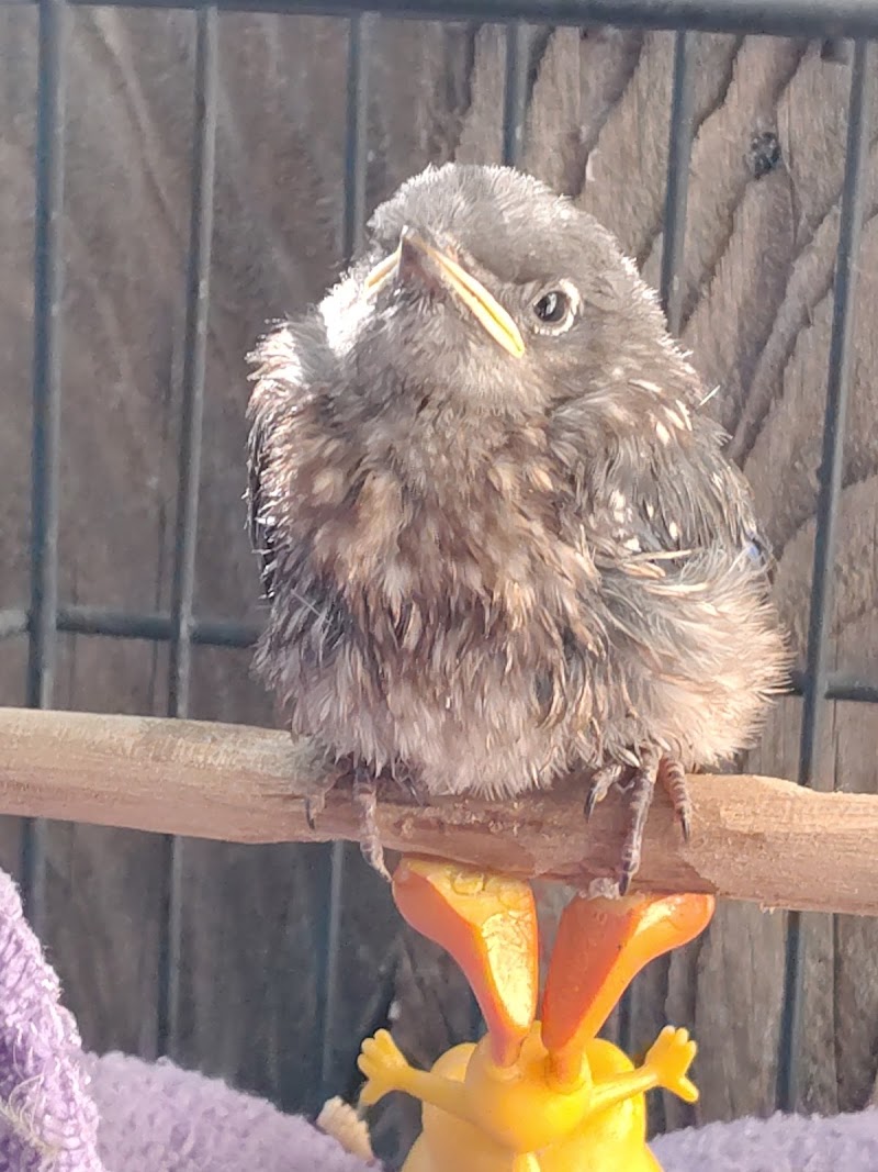 Photo of Native Songbird Care and Conservation