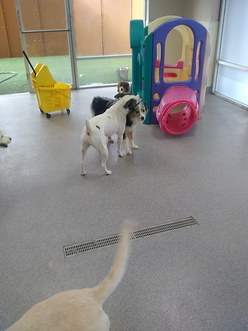Dogs Will Play photo 4