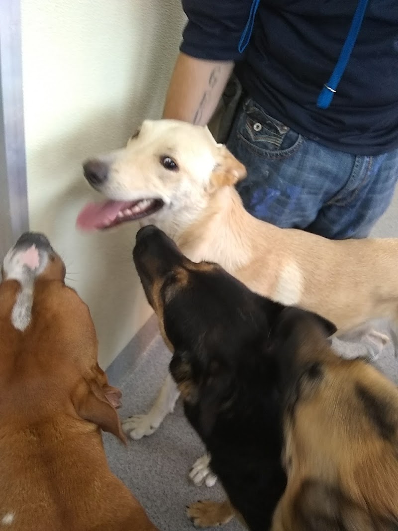 Dogs Will Play photo 5