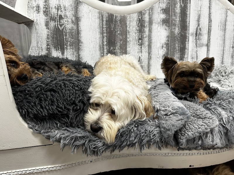 Photo of Adorable Ankle Biters Bed and Biscuit