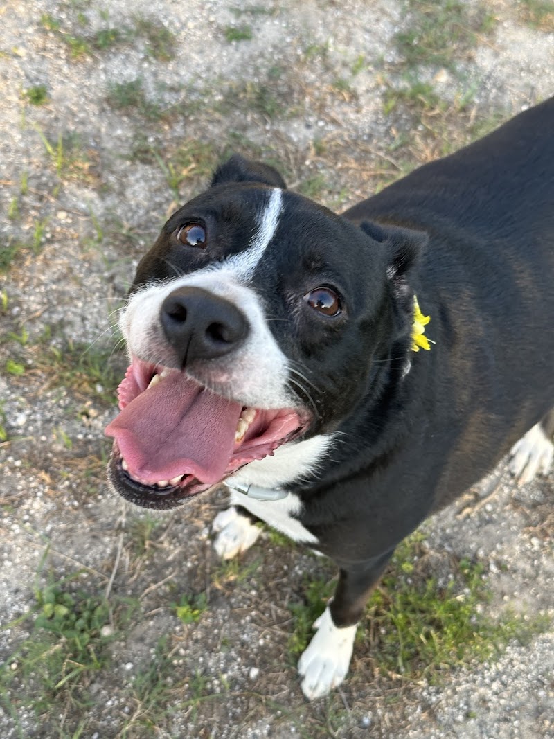 Royal Palm Pet Resort photo 2